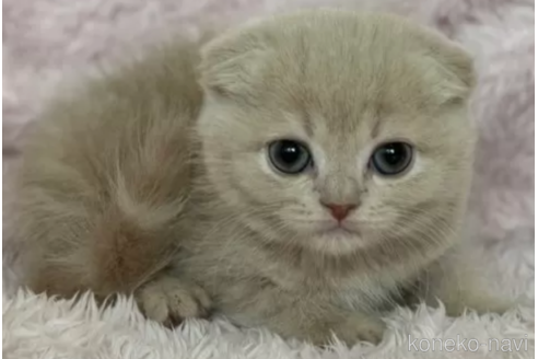 成約済の三重県のスコティッシュフォールド(折れ耳)-78107の1枚目